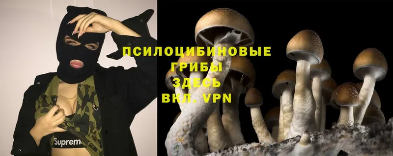 Галлюциногенные грибы Psilocybine cubensis Краснознаменск